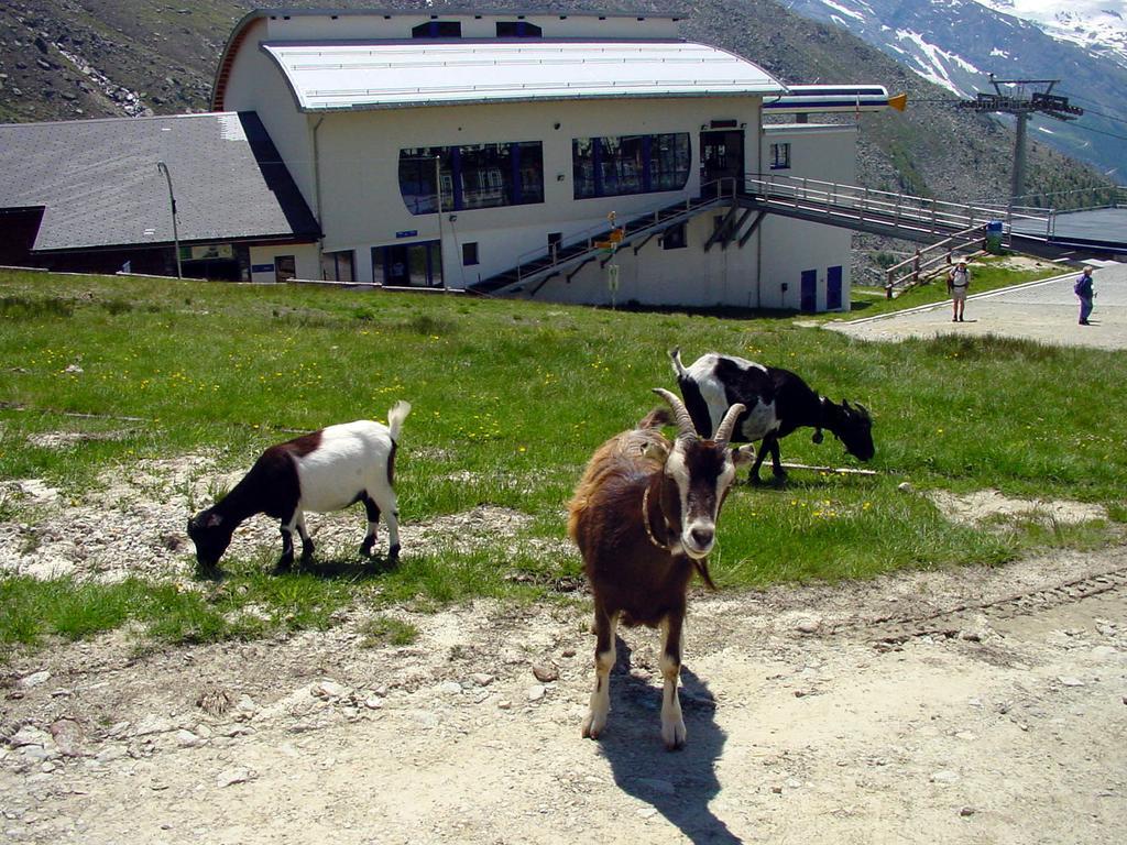 Haus Erle Appartement Saas-Grund Buitenkant foto